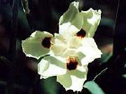 Dietes bicolour